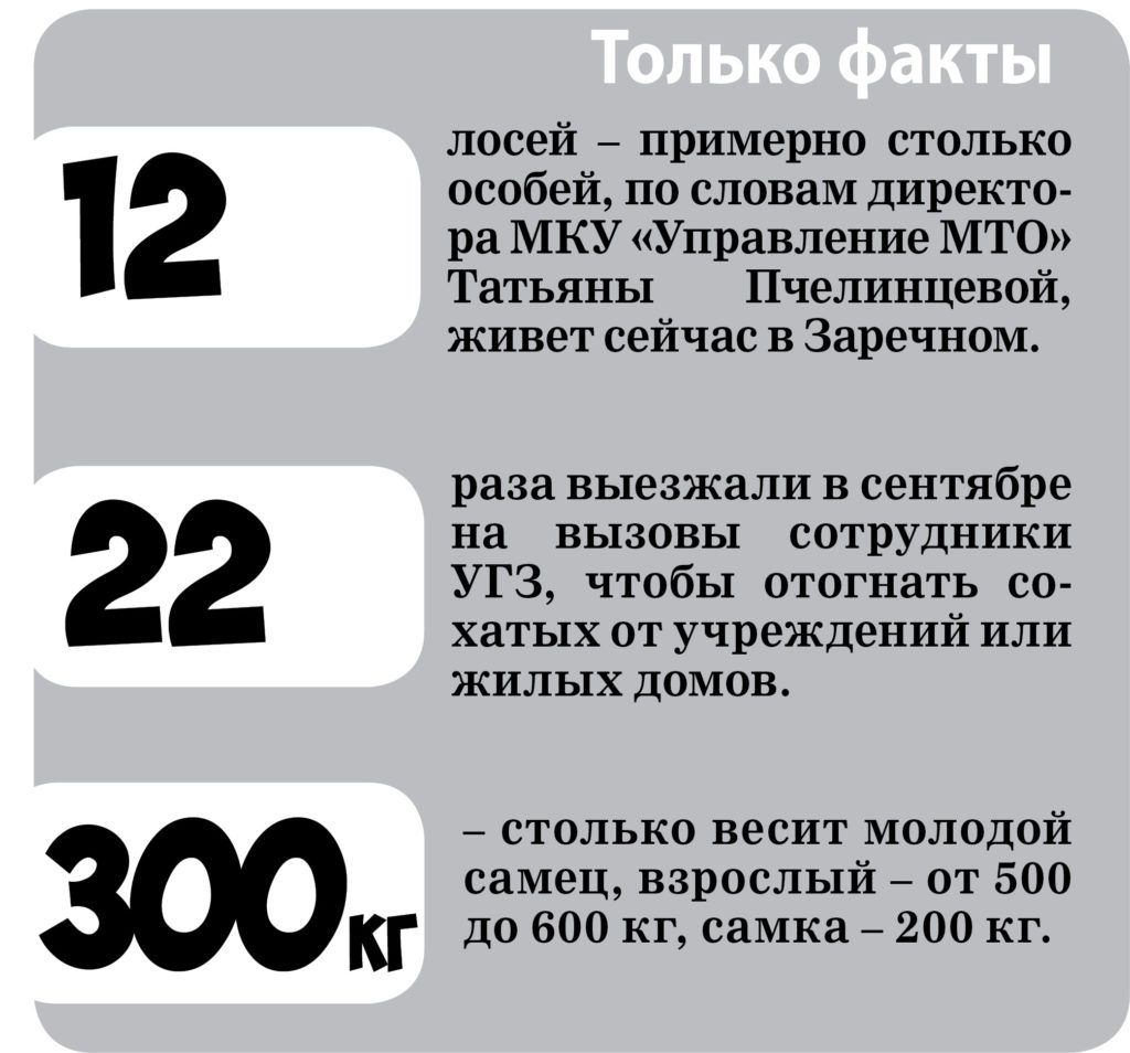 Сколько лосей в Заречном и будут ли их вывозить? ИНФОГРАФИКА | 05.10.2023 |  Заречный - БезФормата